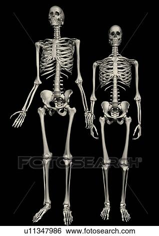 body atlas, human, body, organs View Large Photo Image Stock Photograph - body atlas, human, body, organs. Fotosearch