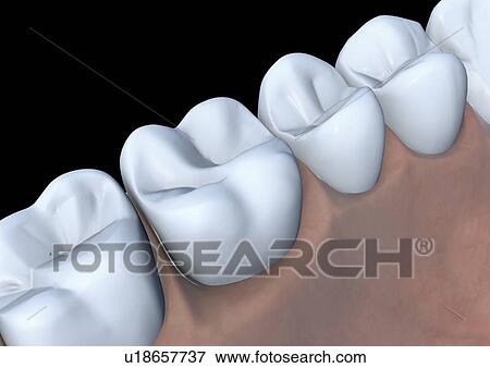 Stock Photo - body atlas, human, science, field, indoor, body, morphology. Fotosearch