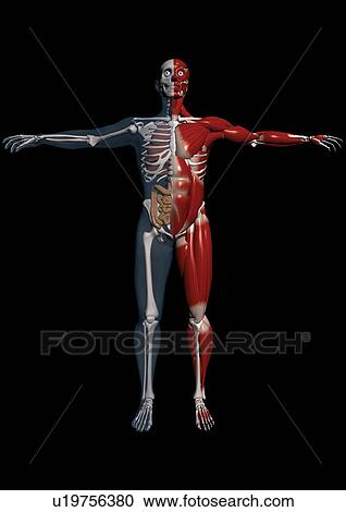 Stock Image - body atlas, system, biology, morphology, imagery. Fotosearch