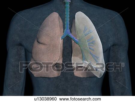 body, medical, form, body atlas, physical structure, representation, study View Large Photo Image Stock Image - body, medical, form, body atlas, physical structure, representation, study. Fotosearch