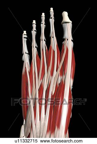Stock Photography - body, representation, anatomy, organs, scientific, body atlas. Fotosearch