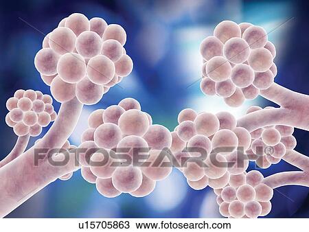 Stock Image - coloranatomy, appearance, art, biology, body. Fotosearch