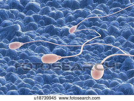 Stock Photography - form, physical structure, representation, morphology, system, anatomy. Fotosearch