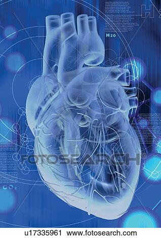 form, science, imagery, human body, body atlas, biology View Large Photo Image Stock Image - form, science, imagery, human body, body atlas, biology. Fotosearch