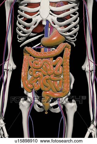 human body, system, body, skeleton, art View Large Photo Image Stock Image - human body, system, body, skeleton, art. Fotosearch