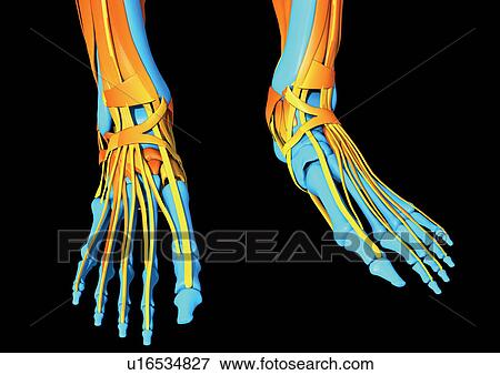 Stock Photo - human body, system, science, organs, human. Fotosearch