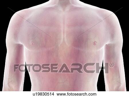 Picture - human, medical, biology, field, body atlas, graphics, illusionary. Fotosearch