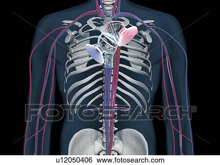 imagery, biology, art, form, illusionary, chest View Large Photo Image Stock Photograph - imagery, biology, art, form, illusionary, chest. Fotosearch