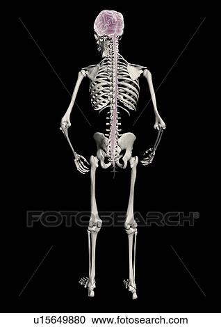 Stock Image - indoor, skeleton, person, human, biology, physical structure, medical. Fotosearch