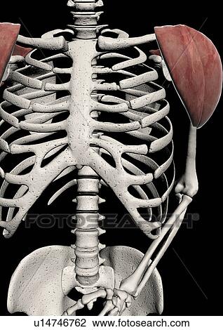 Stock Image - medical, science, life, study, human body, skeleton. Fotosearch