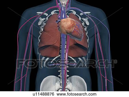 Stock Photograph - organ, skeleton, graphics, person, design, indoor. Fotosearch