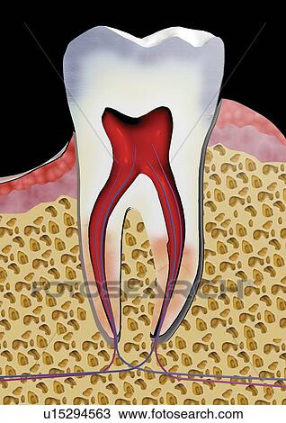 physical structure, human, illusionary, biology, indoor, body atlas, body View Large Photo Image Stock Image - physical structure, human, illusionary, biology, indoor, body atlas, body. Fotosearch