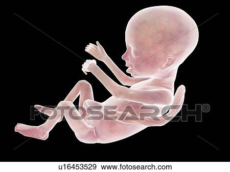 Stock Photo - science, biology, indoor, medical, imagery, baby. Fotosearch