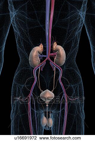 study, anatomy, system, science, design, graphics, person View Large Photo Image Stock Image - study, anatomy, system, science, design, graphics, person. Fotosearch