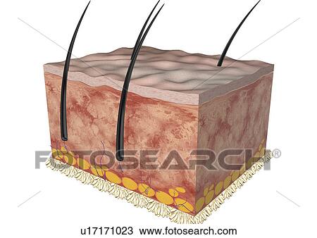Stock Image - study, appearance, biology, science, imagery, physical structure, morphology. Fotosearch