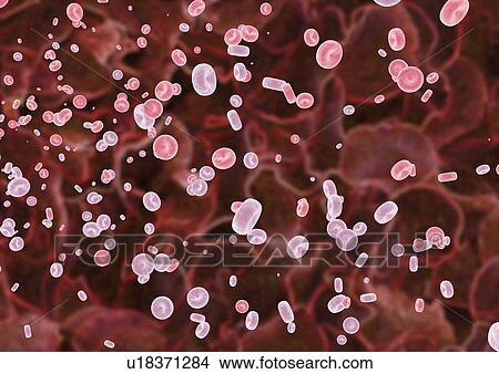 system, indoor, life, imagery, person, human body View Large Photo Image Picture - system, indoor, life, imagery, person, human body. Fotosearch