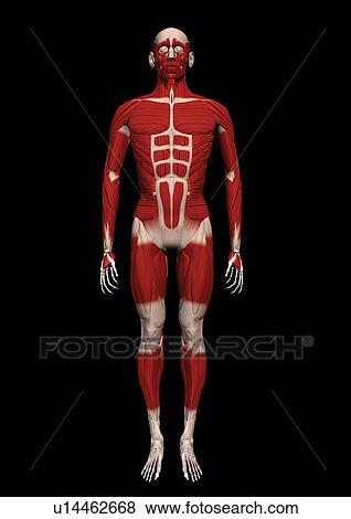 Stock Photo - system, science, body, representation, life, field. Fotosearch