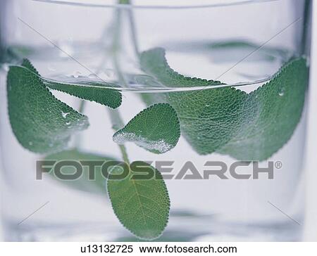 Clear, Close-Up, Cut Out, Extreme Close-Up, Green View Large Photo Image Stock Photography - Clear, Close-Up, Cut Out, Extreme Close-Up, Green. Fotosearch