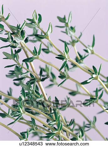 Close-Up, Colored Background, Cut Out, Green, Herb View Large Photo Image Stock Image - Close-Up, Colored Background, Cut Out, Green, Herb. Fotosearch