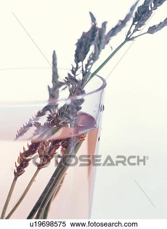 Close-Up, Cut Out, Glass, Indoor View Large Photo Image Stock Photography - Close-Up, Cut Out, Glass, Indoor. Fotosearch