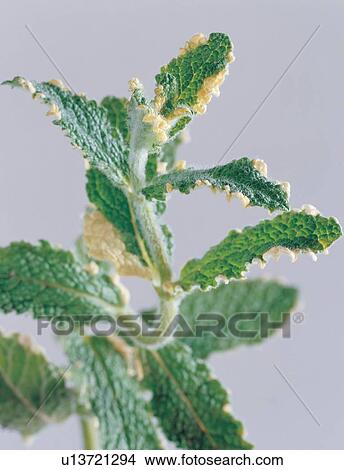 Close-Up, Cut Out, Green, Herb, Indoor View Large Photo Image Picture - Close-Up, Cut Out, Green, Herb, Indoor. Fotosearch