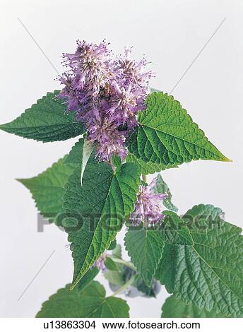 Close-Up, Cut Out, Green, Herb, Indoor View Large Photo Image Picture - Close-Up, Cut Out, Green, Herb, Indoor. Fotosearch