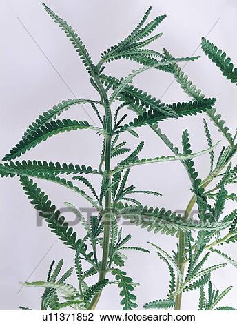 Stock Image - Close-Up, Cut Out, Green, Herb, Indoor. Fotosearch