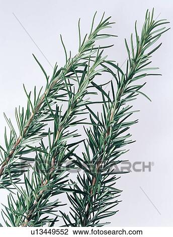 Stock Image - Close-Up, Cut Out, Green, Herb, Indoor. Fotosearch
