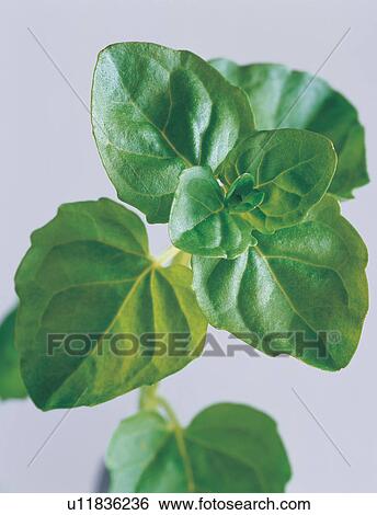 Close-Up, Cut Out, Green, Herb, Indoor View Large Photo Image Stock Photograph - Close-Up, Cut Out, Green, Herb, Indoor. Fotosearch