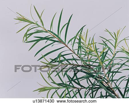Close-Up, Cut Out, Green, Herb View Large Photo Image Stock Image - Close-Up, Cut Out, Green, Herb. Fotosearch