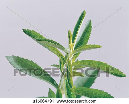 Close-Up, Cut Out, Green, Herb View Large Photo Image Stock Image - Close-Up, Cut Out, Green, Herb. Fotosearch