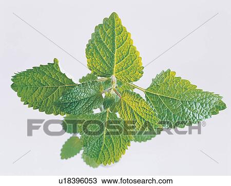 Close-Up, Cut Out, Green, Herb View Large Photo Image Stock Image - Close-Up, Cut Out, Green, Herb. Fotosearch