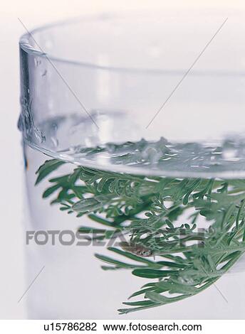 Stock Image - Green, Clear, Herbal Tea, Herb, Herbal, Healthy Eating. Fotosearch