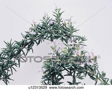 Green, Herb, Plant, Herbal Tea, Alternative Medicine View Large Photo Image Stock Photo - Green, Herb, Plant, Herbal Tea, Alternative Medicine. Fotosearch