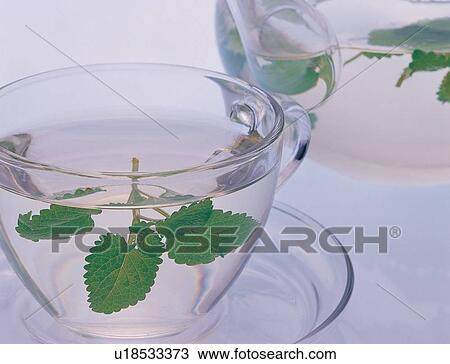 Stock Image - Green, Medicinal Herb, Transparent, Freshness, Mint Leaf, Still Life, Peppermint. Fotosearch