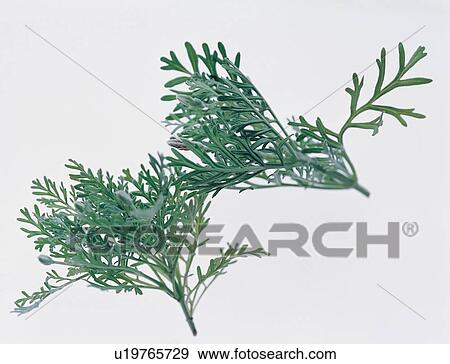 Herb, Alternative Medicine, Green, White Background View Large Photo Image Stock Photo - Herb, Alternative Medicine, Green, White Background. Fotosearch