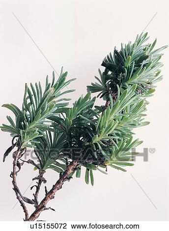 Stock Image - Herb, Green, Cut Out, Alternative Medicine, Plant. Fotosearch