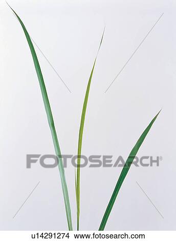 Herb Tea, Alternative Medicine, Green, Tea, Close-Up, White Background View Large Photo Image Picture - Herb Tea, Alternative Medicine, Green, Tea, Close-Up, White Background. Fotosearch