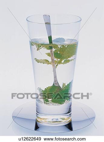 Herbal Tea, Glass, Alternative Medicine, Leaf, Close-Up, Still Life View Large Photo Image Stock Photo - Herbal Tea, Glass, Alternative Medicine, Leaf, Close-Up, Still Life. Fotosearch