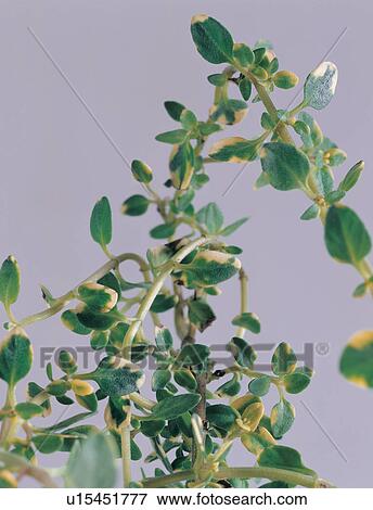 Stock Photo - Leaf, Freshness, Cut Out, Herb, Plant, Herbal. Fotosearch