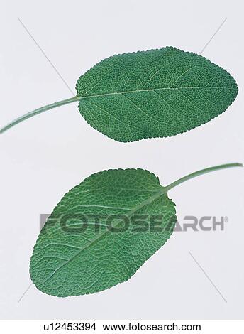 Medicinal Herb, Herb Tea, Indoor, Alternative Medicine, Herbal View Large Photo Image Picture - Medicinal Herb, Herb Tea, Indoor, Alternative Medicine, Herbal. Fotosearch
