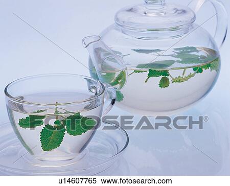 Medicinal Herb, Leaf, Indoor, Green, Clear View Large Photo Image Stock Photography - Medicinal Herb, Leaf, Indoor, Green, Clear. Fotosearch
