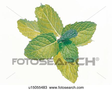 Stock Image - Peppermint, Alternative Medicine, Herb Tea, Medicinal Herb, Herbal Tea, Indoor. Fotosearch