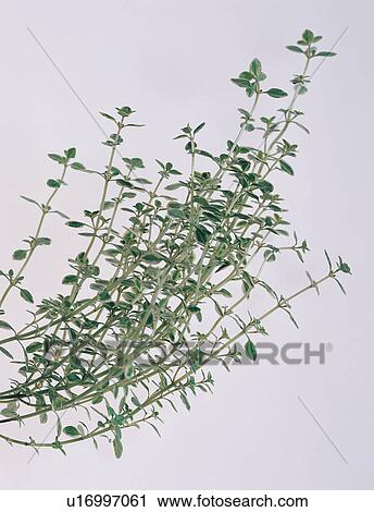 Stock Image - Plant, Tea, Green, Close-Up, Herbal Tea, Still Life. Fotosearch