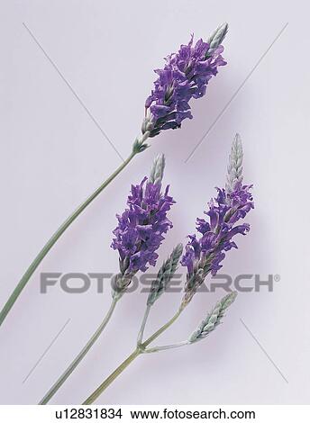Tea, Medicinal Herb, Herb Tea, Herbal Tea, Close-Up View Large Photo Image Picture - Tea, Medicinal Herb, Herb Tea, Herbal Tea, Close-Up. Fotosearch