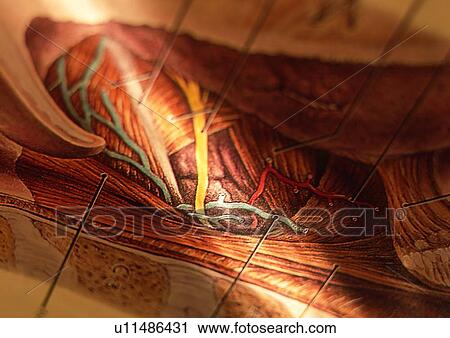 Stock Image - Biology, Human Anatomy, Indoor, Representation, Human Muscle. Fotosearch