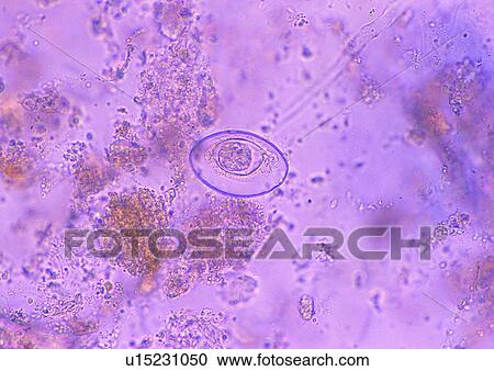 Stock Image - Cell, Cluster, Extreme Close-Up, Full Frame. Fotosearch