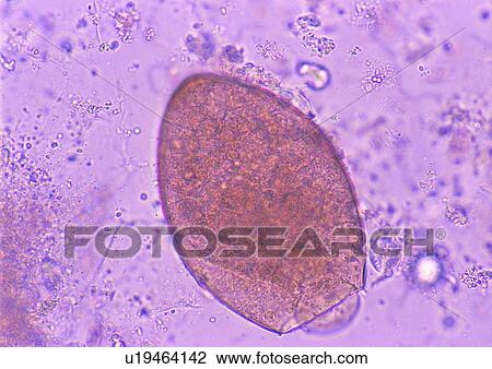 Stock Image - Cell, Cluster, Extreme Close-Up, Full Frame. Fotosearch