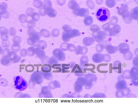 Stock Photo - Cell, Cluster, Extreme Close-Up, Full Frame. Fotosearch