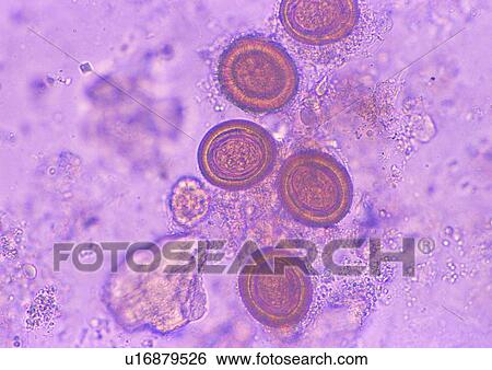 Cell, Cluster, Extreme Close-Up, Full Frame View Large Photo Image Stock Photograph - Cell, Cluster, Extreme Close-Up, Full Frame. Fotosearch